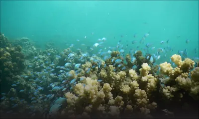 Écosystème marin : l’aquaculture n’a pas d’incidence sur les coraux