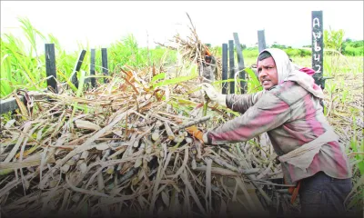 Récolte sucrière 2017 : baisse de Rs 1,2 Md dans les recettes 