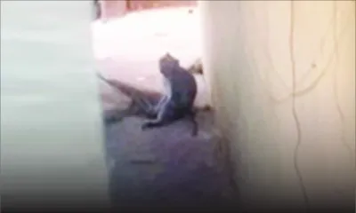 Mordu par un singe : Dylan, trois ans, se remet petit à petit