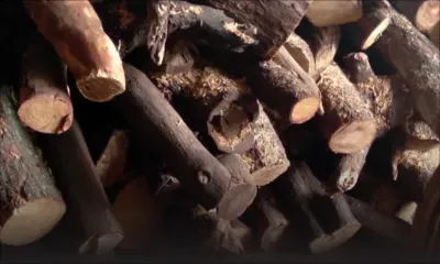 La Gaulette – Arrêté pour avoir volé du bois de santal : «Mo zanfan pena narien lakaz», confie le suspect