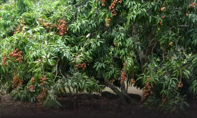 Letchis : une saison 2016 abondante, sauf mauvais temps et chauve-souris