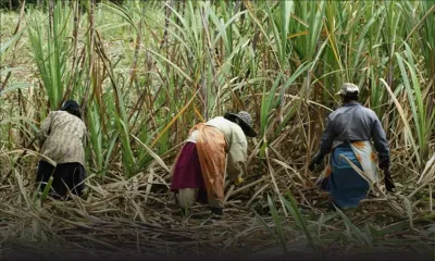 Campagne 2016 : production de 139000 tonnes de sucre en trois mois