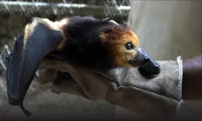 90 000 chauves-souris à Maurice