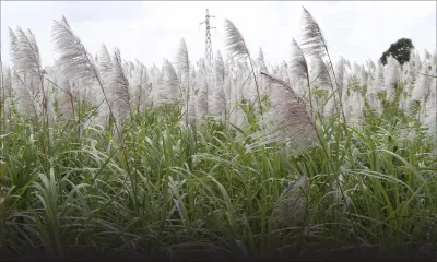 La récolte sucrière passe à 390 000 tonnes