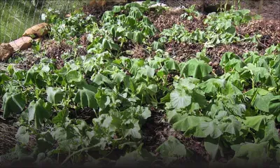 Arrosage : un système de forage en panne à Cresson-Ville