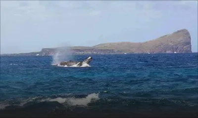 Accord de pêche : les baleines n’ont rien à craindre
