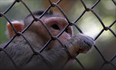 Controverse : perspective pour une ferme de 7 500 singes de laboratoire