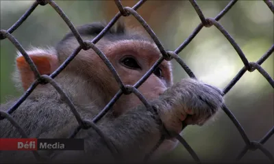 10 000 singes en plus dans la nature tous les ans : des habitants doivent cohabiter avec des primates 