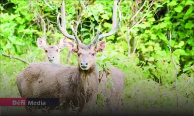 Cerf, chèvre, mouton, porc, miel : comment augmenter les volumes de production d’ici six ans ?