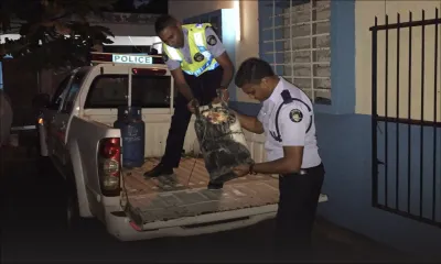 À Solitude : une explosion de gaz dévaste quatre maisons