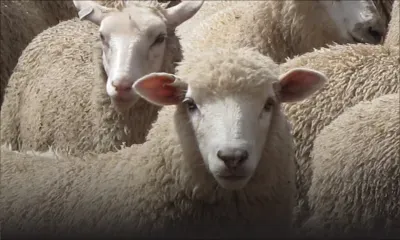 31 moutons valant : Rs 500 000 emportés à Gros-Billot