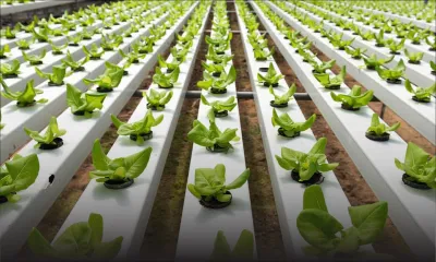 Nouvelle technologie : l’agriculture hydroponique en sera la bénéficiaire