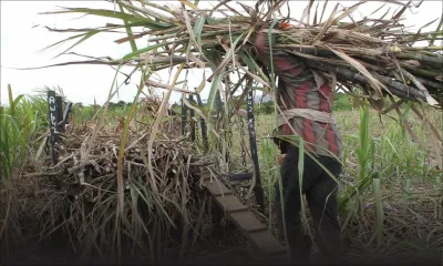 Production de sucre : 390000 tonnes prévues cette année