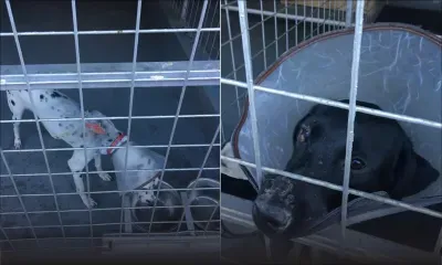À  Port-Louis : deux Labradors et un Dalmatien attaqués à l’acide
