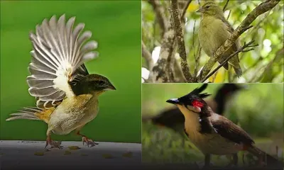Les oiseaux, indicateurs de l’écosystème de Maurice