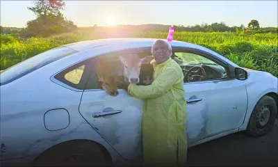 Surya Narayan Das, l’homme qui promène ses veaux en voiture