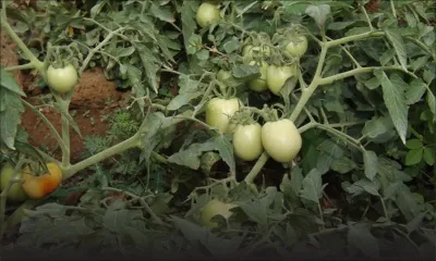Production de légumes : des pertes estimées à Rs 60000 par arpent