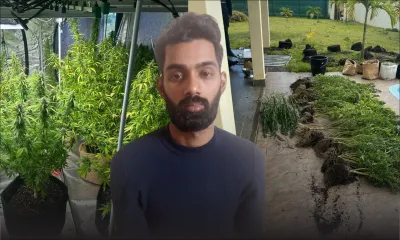 À Pointe-aux-Piments : 15 plants de cannabis estimés à Rs 1 M déracinés dans une villa