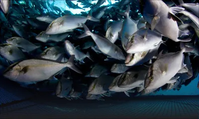 Produits de mer: quatorze sites identifiés pour l’aquaculture