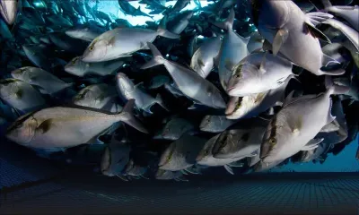 Tribunal de l’Environnement : le projet d’aquaculture sur la côte Ouest tombe à l’eau