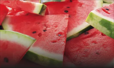 Melon d’eau: une récolte juteuse