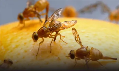 Une mouche des fruits affole les planteurs