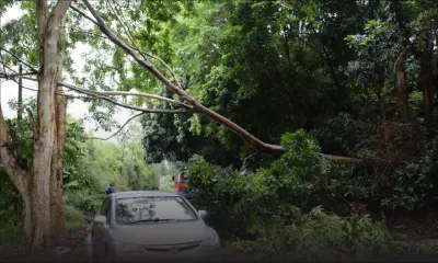 Montagne-Ory: la chute d’un arbre perturbe la circulation