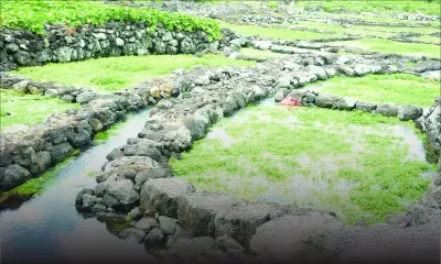 Préservation de l’environnement : on comble des ‘wet lands’ à Verdun