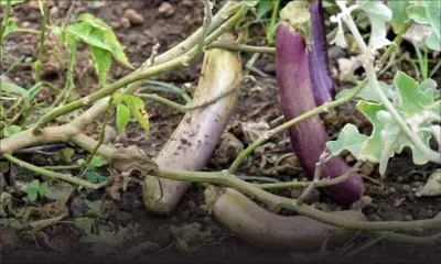Culture de légumes - Sunghoon  : «Les autorités tardent à débloquer les fonds d’aide»