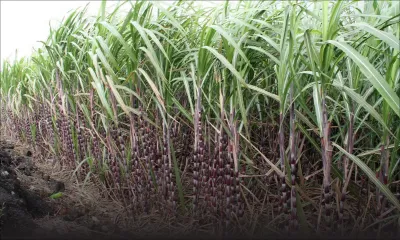 Industrie cannière : la récolte 2017 atteint 355 000 tonnes de sucre