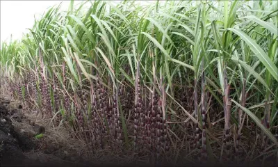 Après des années d’inertie : l’EREIT dans l’attente d’un redécollage