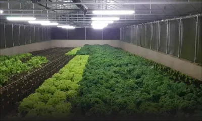 Agriculture bio : ces planteurs qui cultivent des légumes peu communs