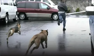 Police Quarters à Triolet : les chiens d’un haut gradé s’en prennent aux passants