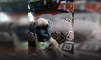 Vol d’un chien Boxer - un premier suspect arrêté : « Je l’ai payé Rs 7 000 »