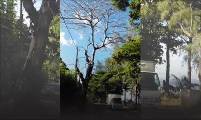 Au Morne: un arbre menace la sécurité des usagers