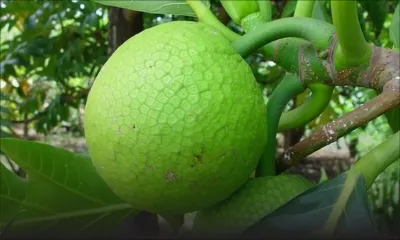 Fines herbes et fruits à pain : des vendeurs à la sauvette sévissent