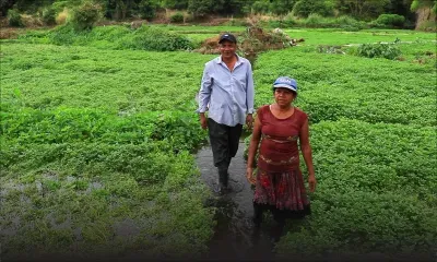 Métier à découvrir : le cresson n’a aucun secret pour Sanatun