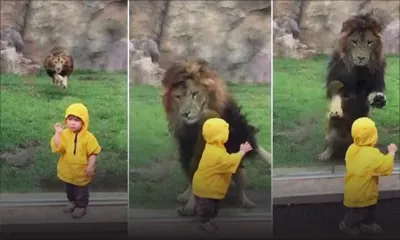 Quand un lion veut attraper un enfant