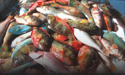 Consommation: le prix du poisson grimpe jusqu’à 37 %