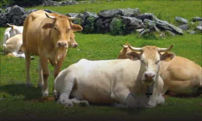 Fièvre aphteuse: le gouvernement mauricien achètera 10 000 vaccins du Botswana