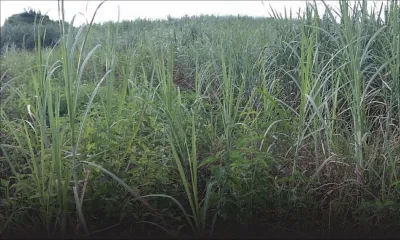 Campagne 2016 – Production de 79 000 tonnes de sucre à fin juillet