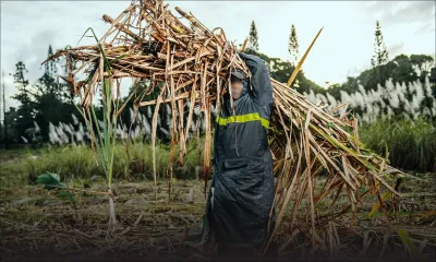 Industrie sucrière : ENL Agri prévoit une production de 30 826 tonnes cette année