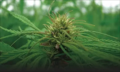 Le chanvre industriel importé sur une base pilote : les militants pro-cannabis médical applaudissent cette mesure