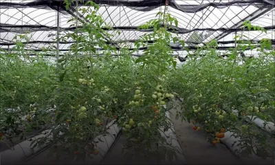Légumes hydroponiques : les producteurs réclament une fixation des prix
