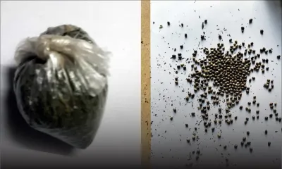 Coup de filet de l’Adsu : 421 semences de cannabis retrouvées chez un dealer