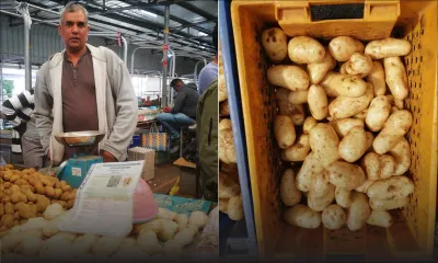 La Vigora sur le marché : une pomme de terre moins consommatrice en pesticide