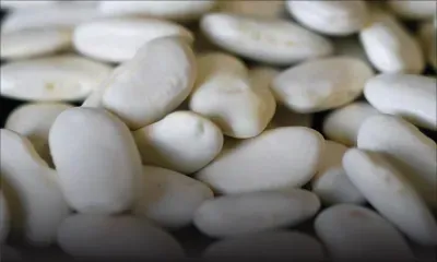 Gros pois: baisse de Rs 10 par demi-kilo