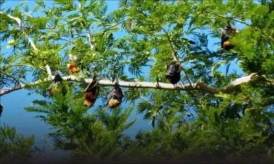 Chauves-souris: une centaine abattue par le GIPM