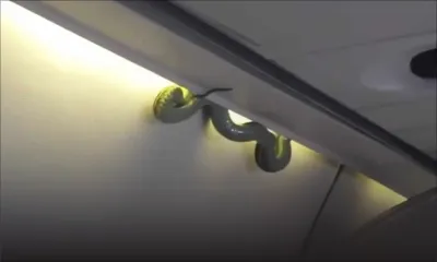 Les passagers dans un vol d'Aeromexico ont fait connaissance avec un serpent