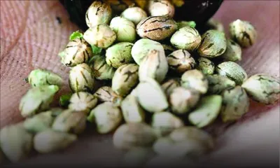 Importation des semences : un informaticien comptait produire de nouvelles greffes de cannabis 